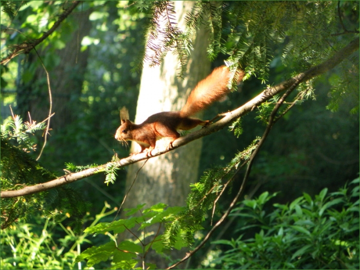 Eichhörnchen im Wald