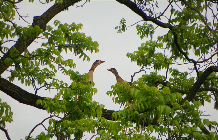 Zwei Nilgänse im Baum
