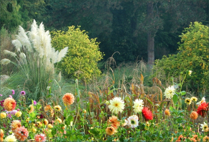 Dahlien im Oktober