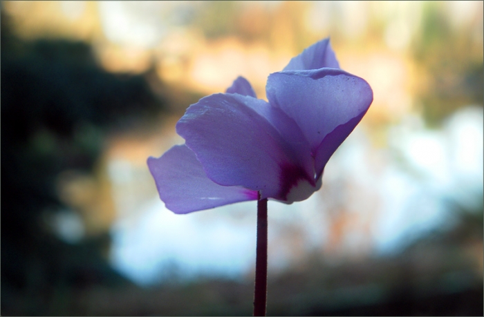 Veilchen am Waldrand