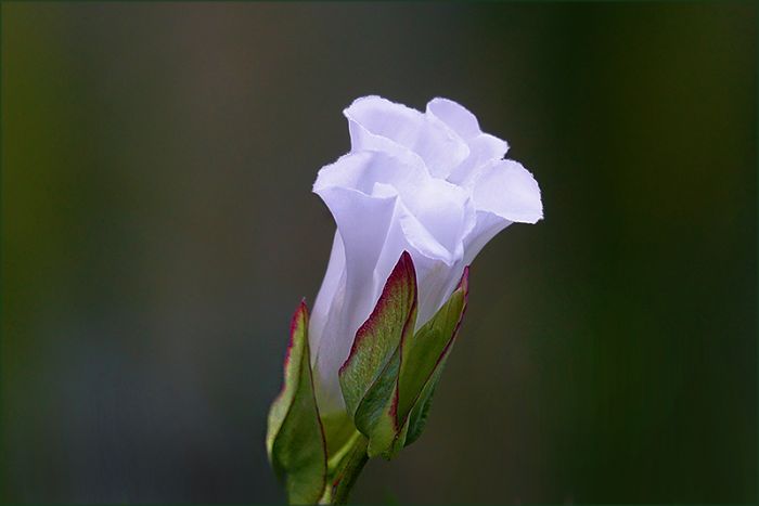 Blüte einer Ackerwinde