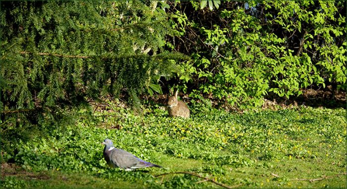 Taube und junges Kaninchen