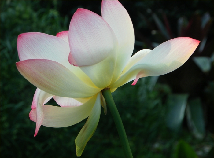 Lotusblume