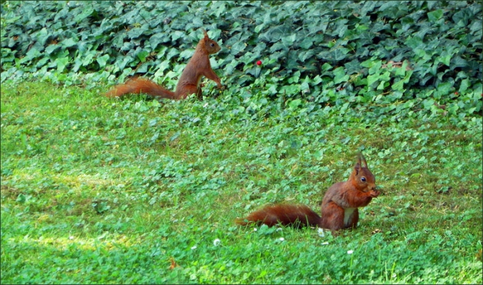 Zwei junge Eichhörnchen