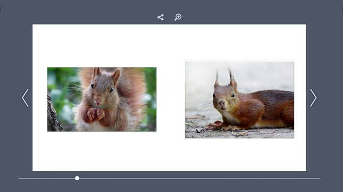 Meine Eichhörnchenfotos als eBookalbum