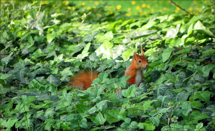 Eichhörnchen im Efeu