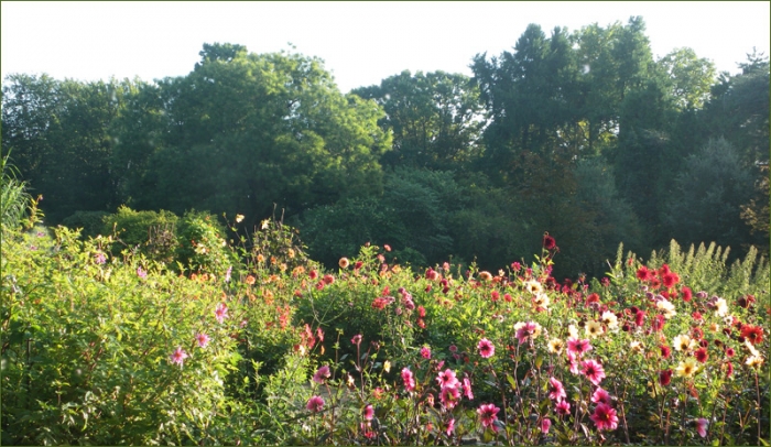 Dahlien im September