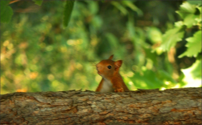 Eichhörnchen