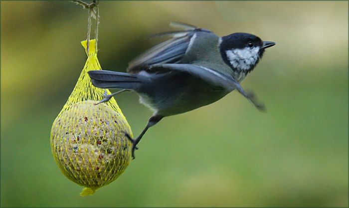Abflug vom Meisenknödel