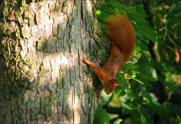 Eichhörnchen am Baumstamm