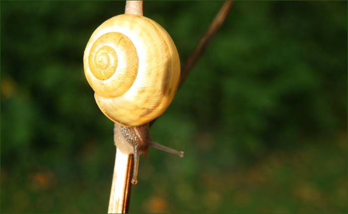 Schnecke