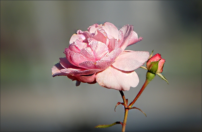 Rose mit Morgentau