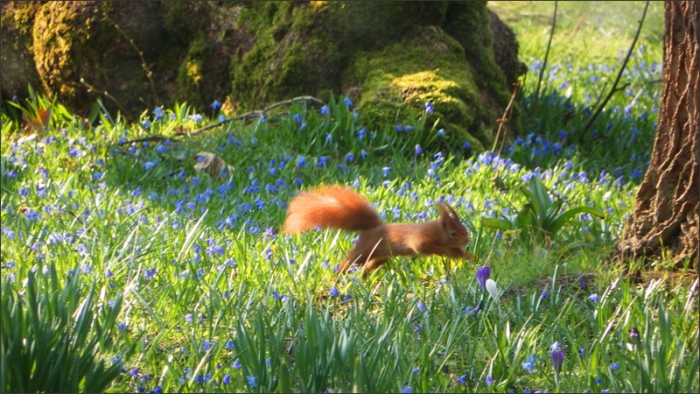Eichhörnchen im Herbstlaub