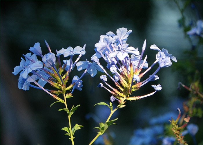 Blaue Blumen im August