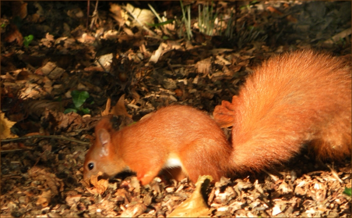 Eichhörnchen im Laub