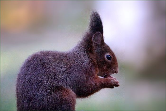 Eichhörnchen