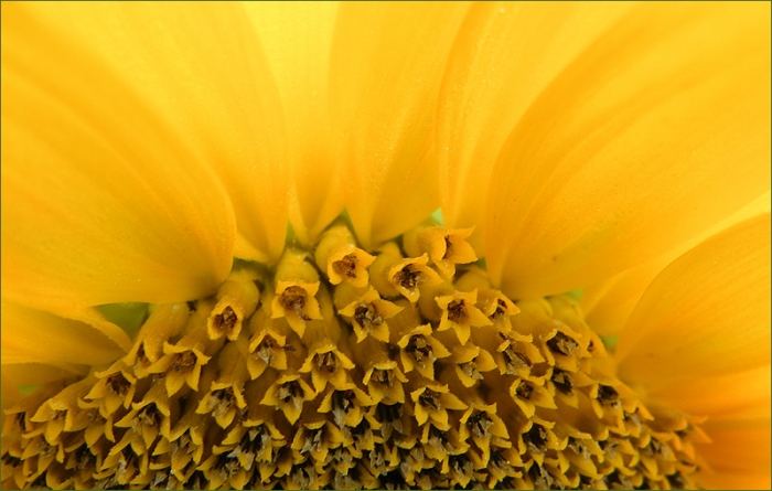 Sonnenblume
