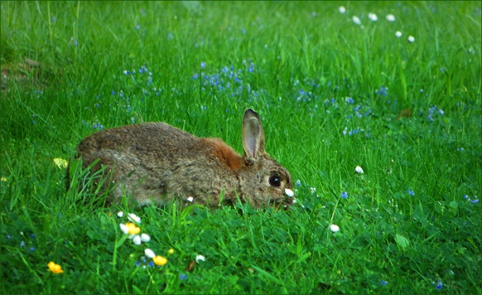Wildkaninchen auf der Juniwiese