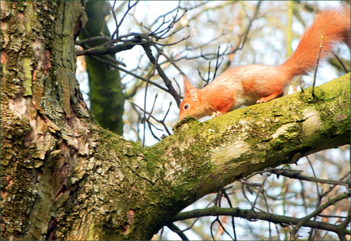 Orangefarbenes Eichhoernchen