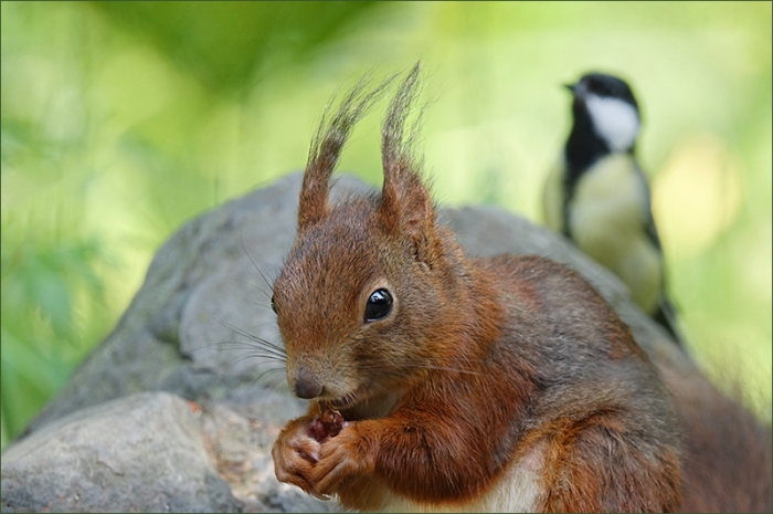 Eichhörnchen wird beobachtet
