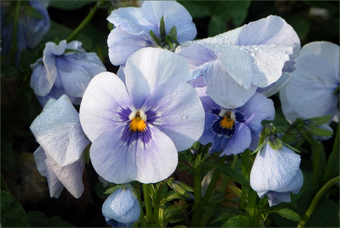 Blaue Stiefmütterchen