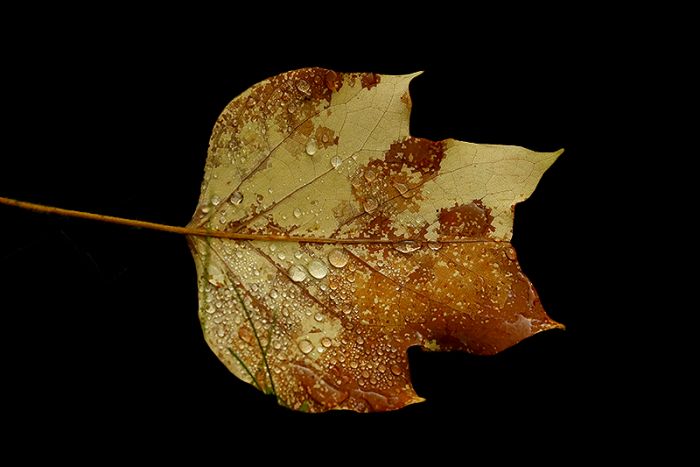 Blatt mit Regentropfen
