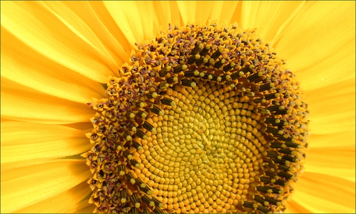 Sonnenblume