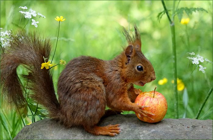 Eichhörnchen mit Apfel