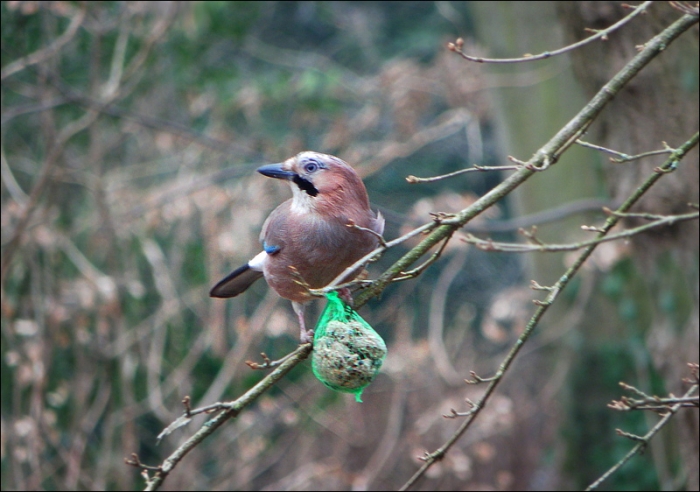 Eichelhäher am Meisenknödel