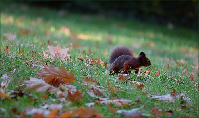 Eichhörnchen auf der Wiese mit Herbstlaub