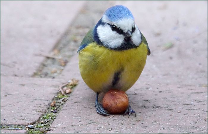 Blaumeise mit einer Nuss