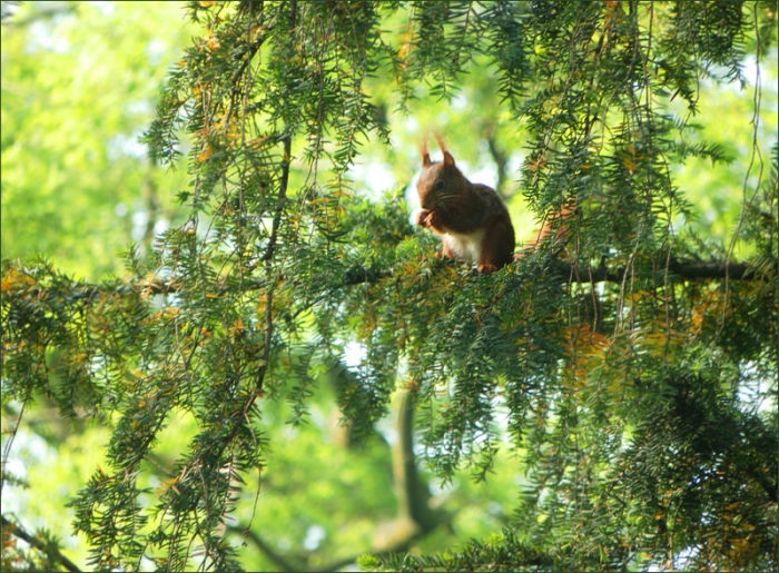 Eichhörnchen im Baum