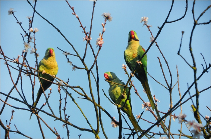 Drei Papageien auf Blütenzweigen