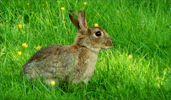 Wildkaninchen auf der Maiwiese