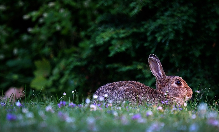 Wildkaninchen am Waldrand