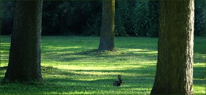 Junges Wildkaninchen