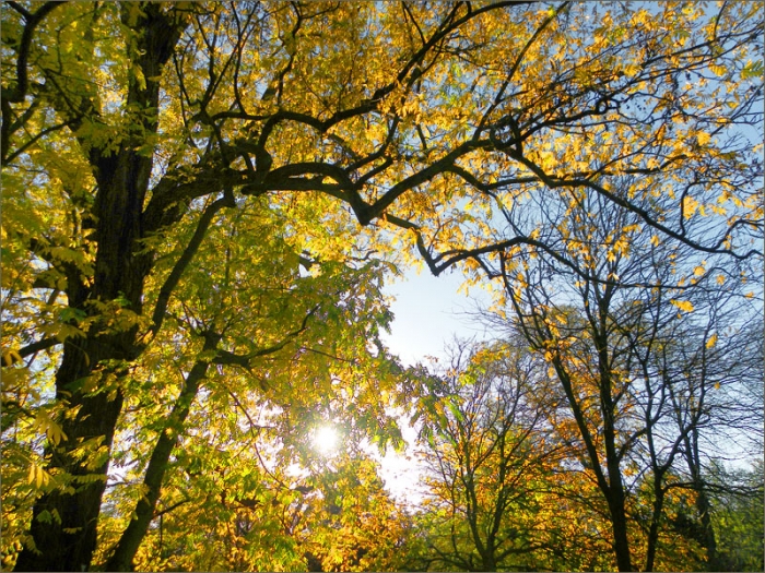 Novembersonne in den Bäumen