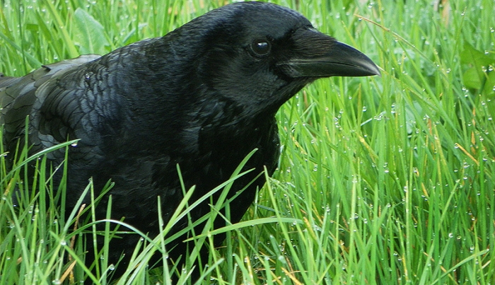 Rabe auf einer Wiese mit Tautropfen
