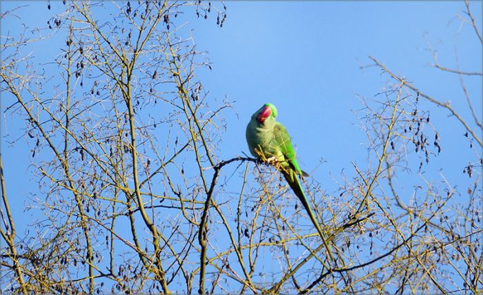 Papagei im März