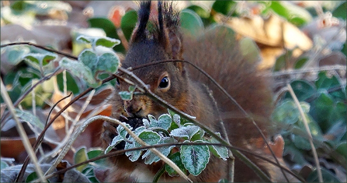 Eichhörnchen hinter Blättern mit Raureif