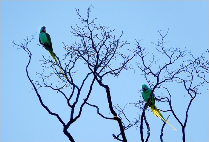 Zwei Papageien im Dezember