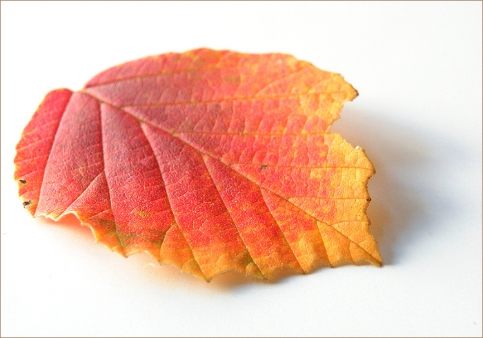 Blatt der Zaubernuss