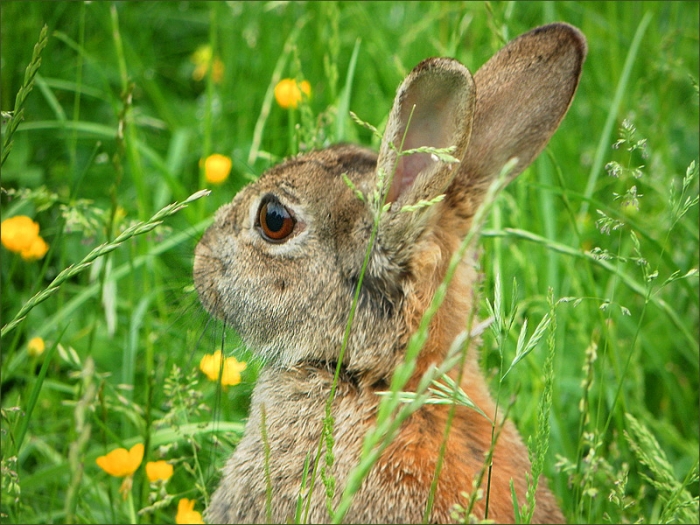 Wildkaninchen