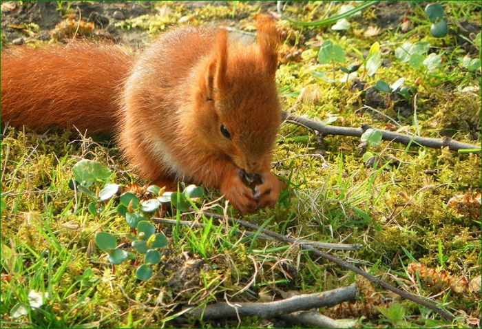 Junges Eichhörnchen
