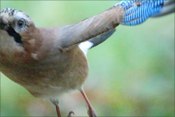 Eichelhäher im Vorbeiflug