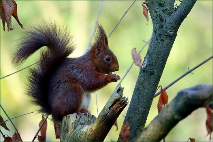 Eichhörnchen