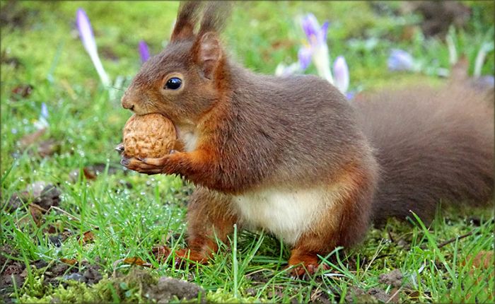 Eichhörnchen mit einer Walnuss