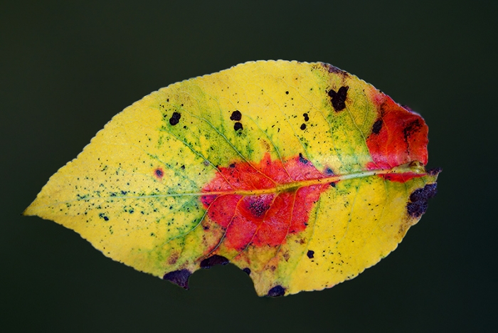Blattverfärbung eines Birnbaumblatts im November