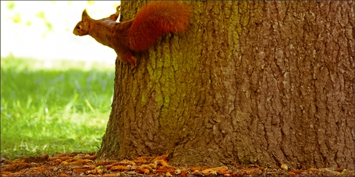Eichhörnchen am Baumstamm