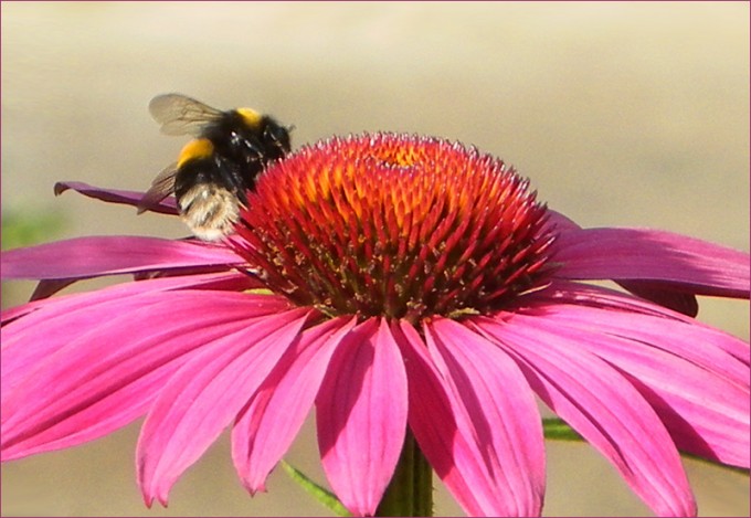 Echinacea